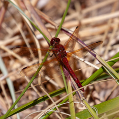Sympetrum madidum
