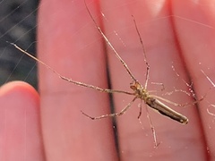Tetragnatha laboriosa