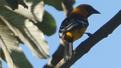 Icterus gularis