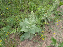 Verbascum densiflorum