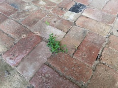 Polycarpon tetraphyllum