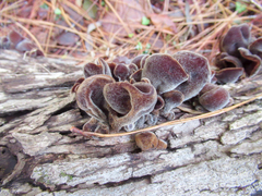 Auricularia nigricans