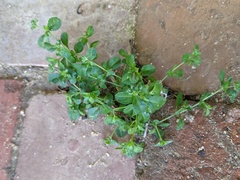 Polycarpon tetraphyllum