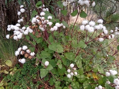 Ageratina