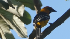 Icterus gularis