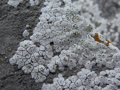 Acarospora epilutescens