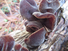 Auricularia nigricans