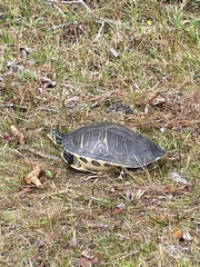 Pseudemys