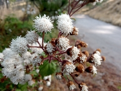 Ageratina