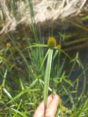 Cyperus melanospermus