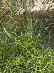 Cyperus melanospermus