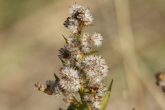 Solidago sempervirens