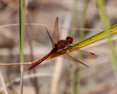 Sympetrum madidum