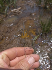 Eragrostis inamoena
