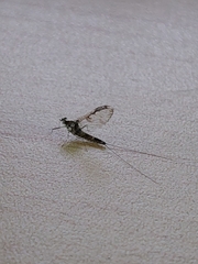 Callibaetis pictus