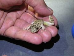 Scinax acuminatus