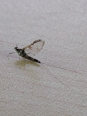 Callibaetis pictus