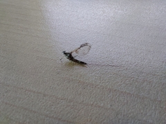 Callibaetis pictus