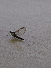 Callibaetis pictus