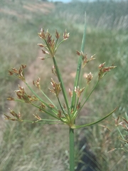 Cyperus denudatus