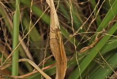 Neurothemis intermedia