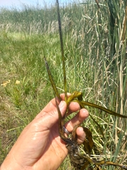 Juncus lomatophyllus