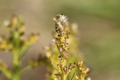 Solidago sempervirens