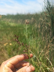Juncus lomatophyllus