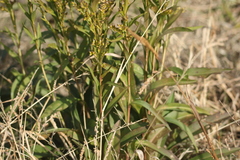 Solidago sempervirens