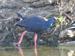Porphyrio porphyrio