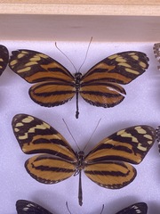 Heliconius ismenius