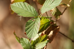 Rubus cuneifolius