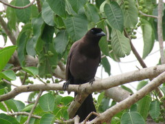 Cyanocorax cyanomelas