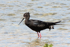 Himantopus novaezelandiae