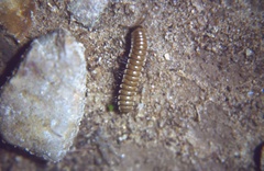 Sphenodesmus