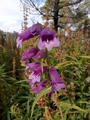 Penstemon gentianoides