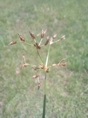 Fimbristylis complanata