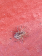Saitis variegatus