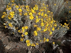 Senecio mairetianus