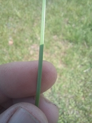 Fimbristylis complanata