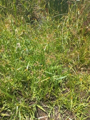 Fimbristylis complanata