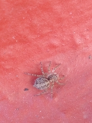 Saitis variegatus