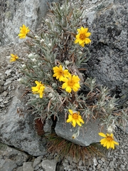Senecio mairetianus