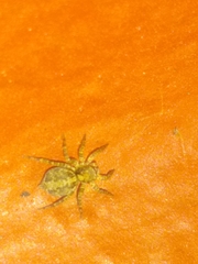 Saitis variegatus