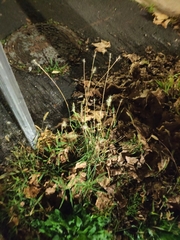 Bothriochloa barbinodis