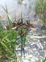 Cyperus nitidus