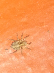 Saitis variegatus