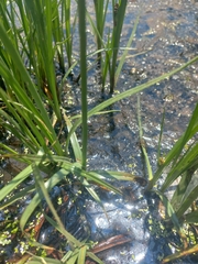 Cyperus nitidus