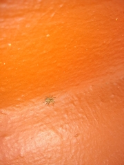 Saitis variegatus