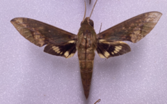Xylophanes chiron